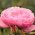 Roz - Trandafiri miniatur - pitici - Punch™